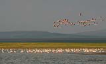 Flamingo/ Greater flamingo / Phoenicopterus roseus